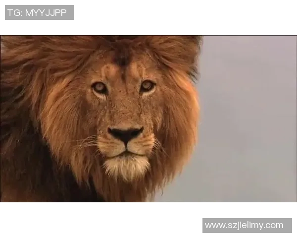 金发狮王的传奇人生与世界足球的辉煌历程探秘 金发狮王的传奇人生与世界足球的辉煌历程探秘